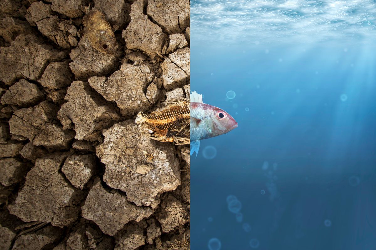 Climate,Change,And,Global,Warming,Concept.,Fish,Bone,On,Cracked