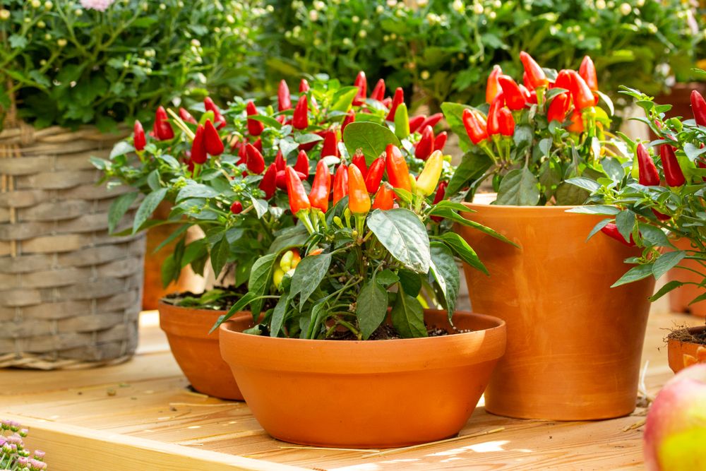 Small,Red,Jalapeno,Peppers,Grow,In,Clay,Pots.,A,Group