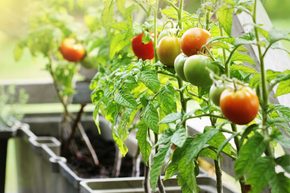 Container,Vegetables,Gardening.,Vegetable,Garden,On,A,Terrace.,Herbs,,Tomatoes