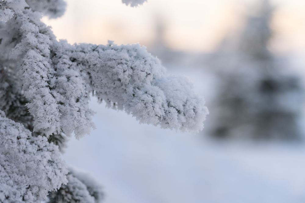 Closeup,Photo,Of,Spruce,Tree,Branch,Covered,With,Hoarfrost,After