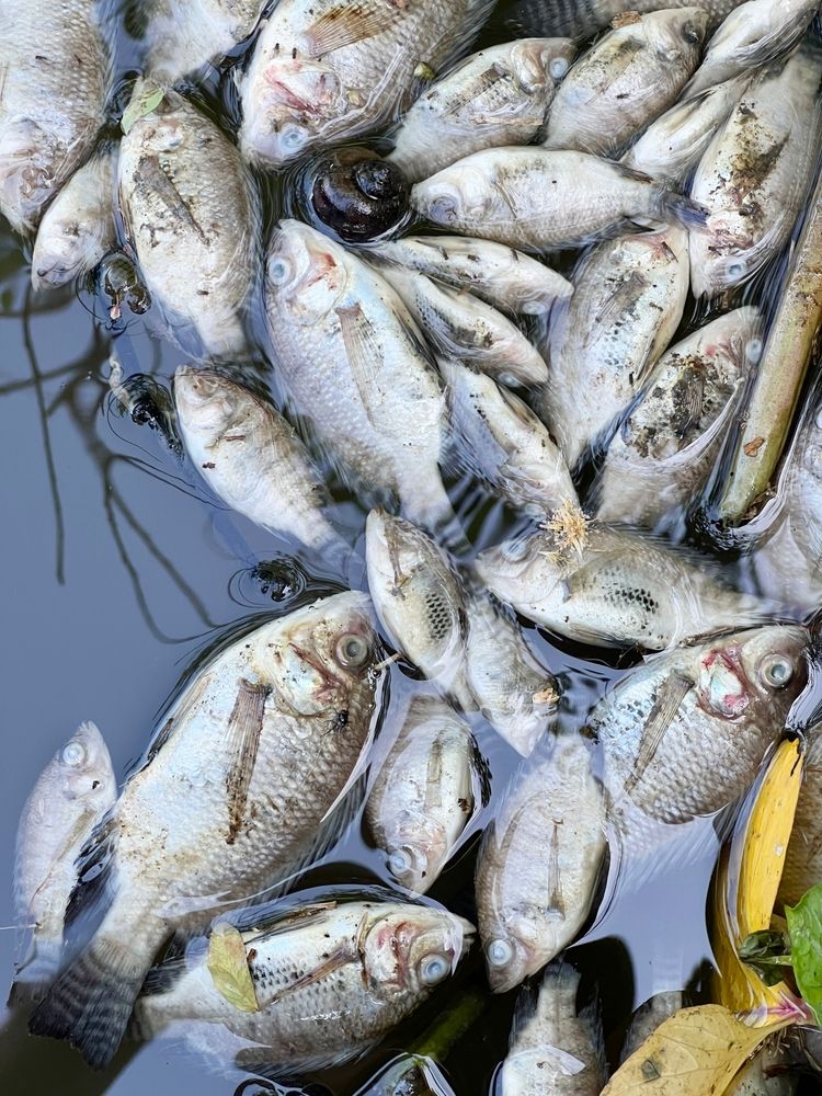 Many,Dead,Fishes,On,Pond,In,Summer,Day