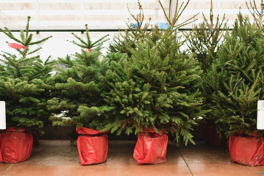 Christmas,Trees,In,A,Red,Pots,For,Sale,On,A
