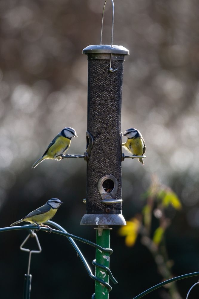 Cyanistes,Caeruleus,,Commonly,Known,As,Blue,Tits,,Perched,On,A