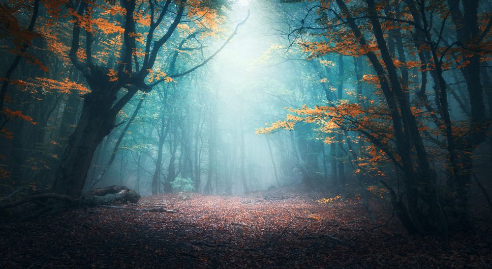 Beautiful,Mystical,Forest,In,Blue,Fog,In,Autumn.,Colorful,Landscape