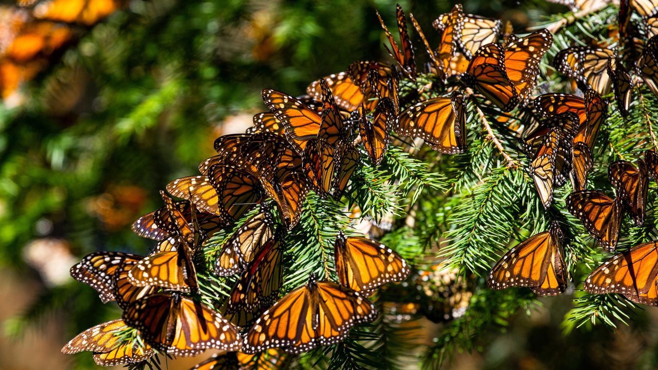 Colony,Of,Monarch,Butterflies,(danaus,Plexippus),Are,Sitting,On
