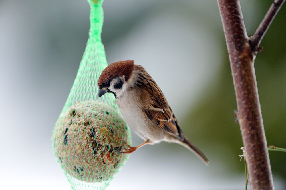 Hungry,Eurasian,Tree,Sparrows,Feeding,In,Snow,Weather