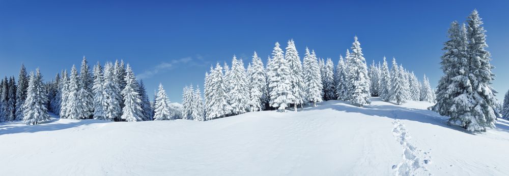 A,Panoramic,View,Of,The,Covered,With,Frost,Trees,In