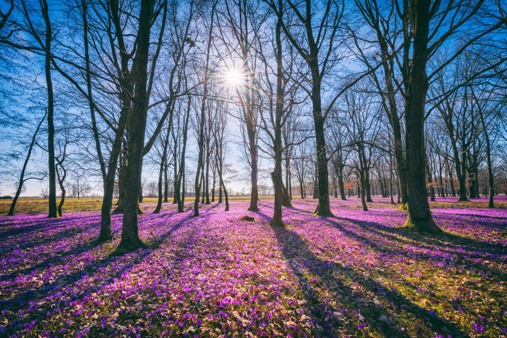 Sunny,Flowering,Forest,With,A,Carpet,Of,Wild,Violet,Crocus