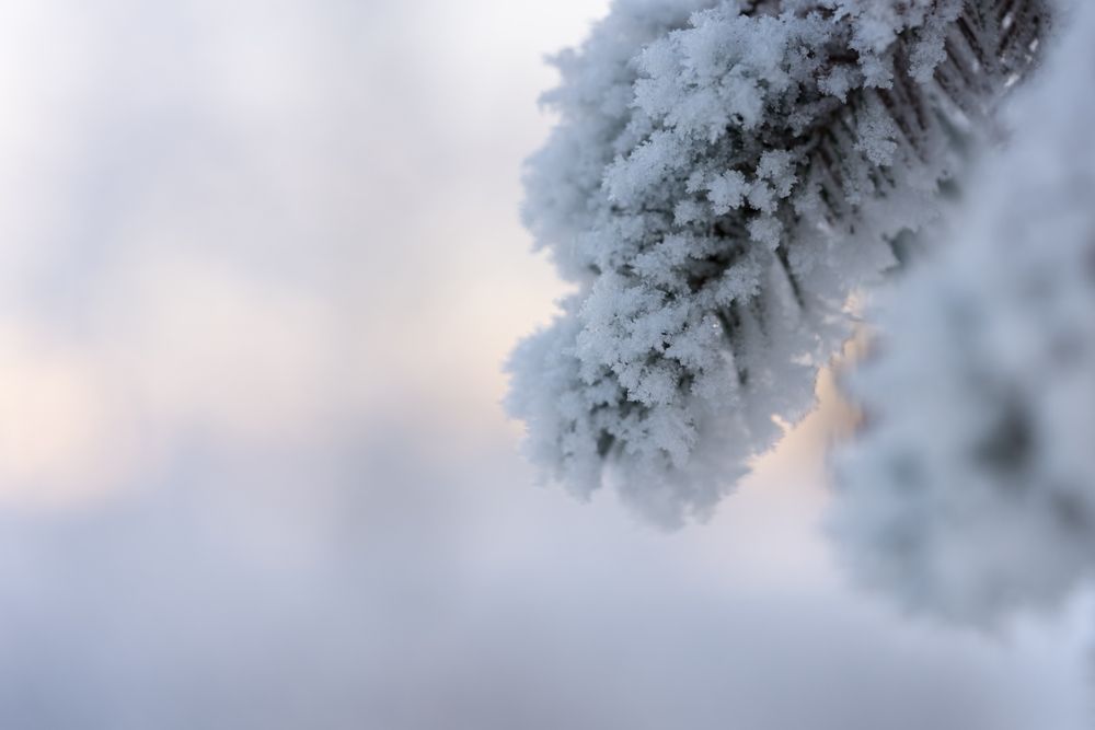 Extreme,Closeup,Photo,Of,Spruce,Tree,Branch,Covered,With,Hoarfrost