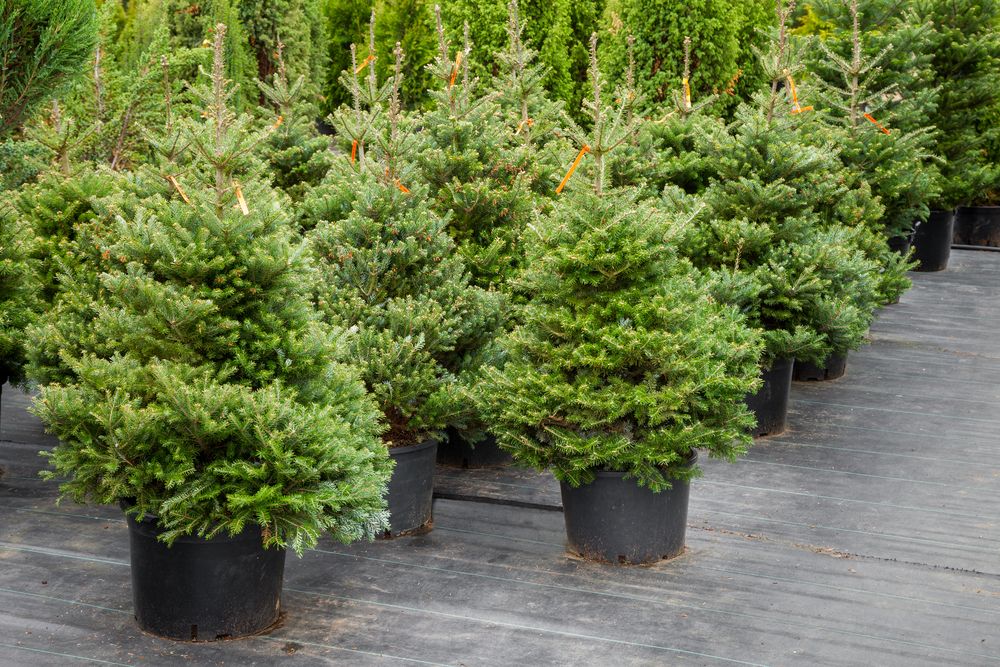 Christmas,Trees,In,Pots,For,Sale