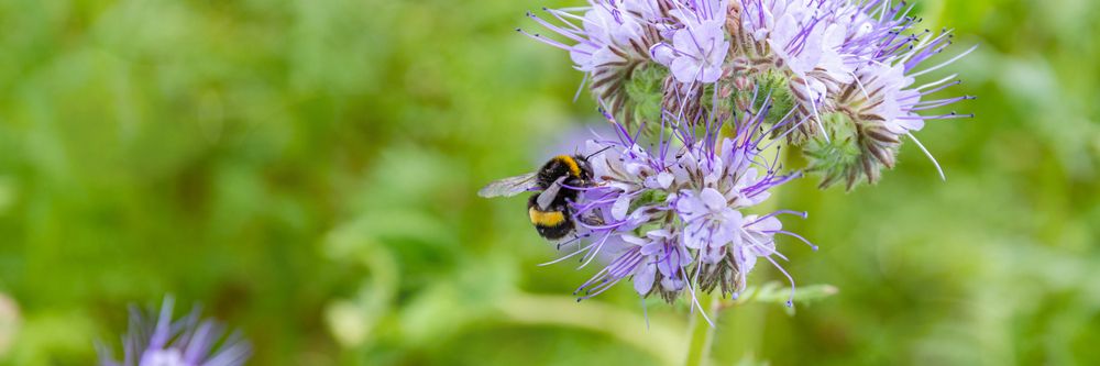 Bumblebee,On,Wild,Flower,Lacy,Phacelia,Tanacetifolia,In,Meadow.,Blue