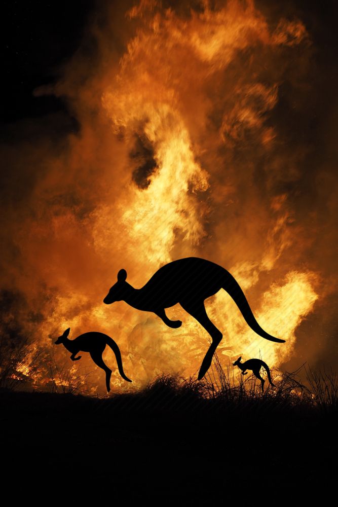 Bushfire,In,Australia,Forest,Many,Kangaroos,And,Other,Animals,Running