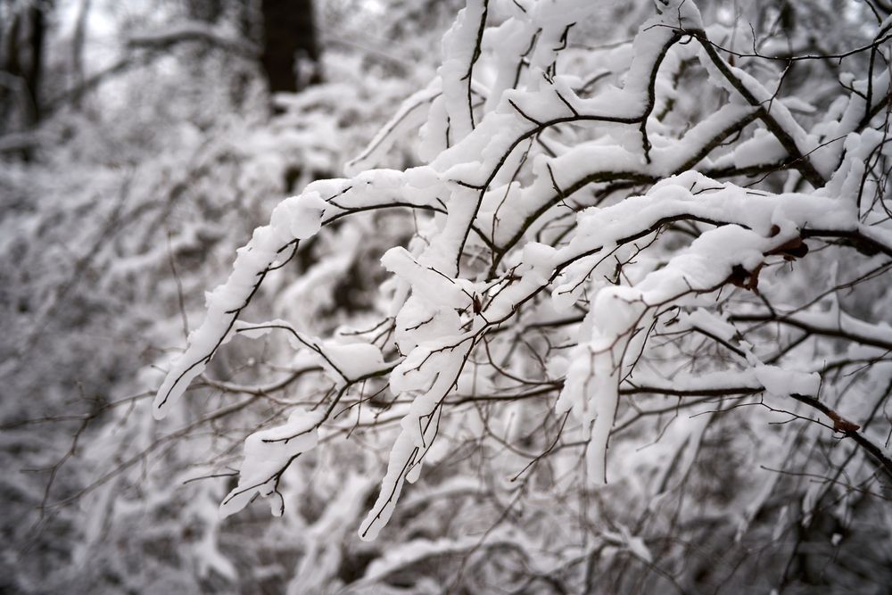 White,Snow,On,A,Bare,Tree,Branches,On,A,Frosty