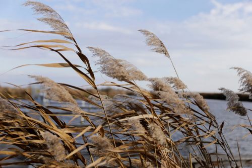 Common,Reed,,Dry,Reeds,,Blue,Sky.,Selective,Soft,Focus,Of