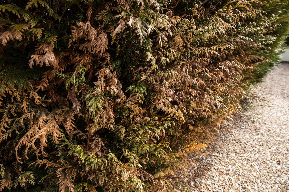 Dry,Dying,Plant,Thuja,In,The,Garden.,Brown,Sick,Arborvitae