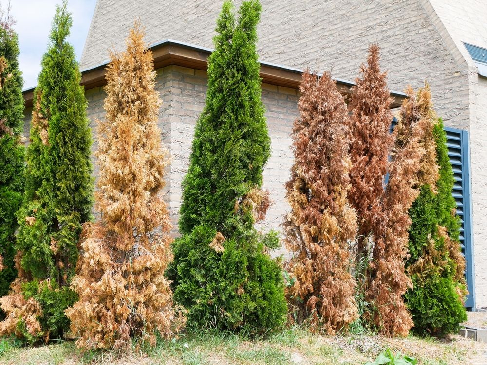 Dry,Thuja,In,Summer,Time