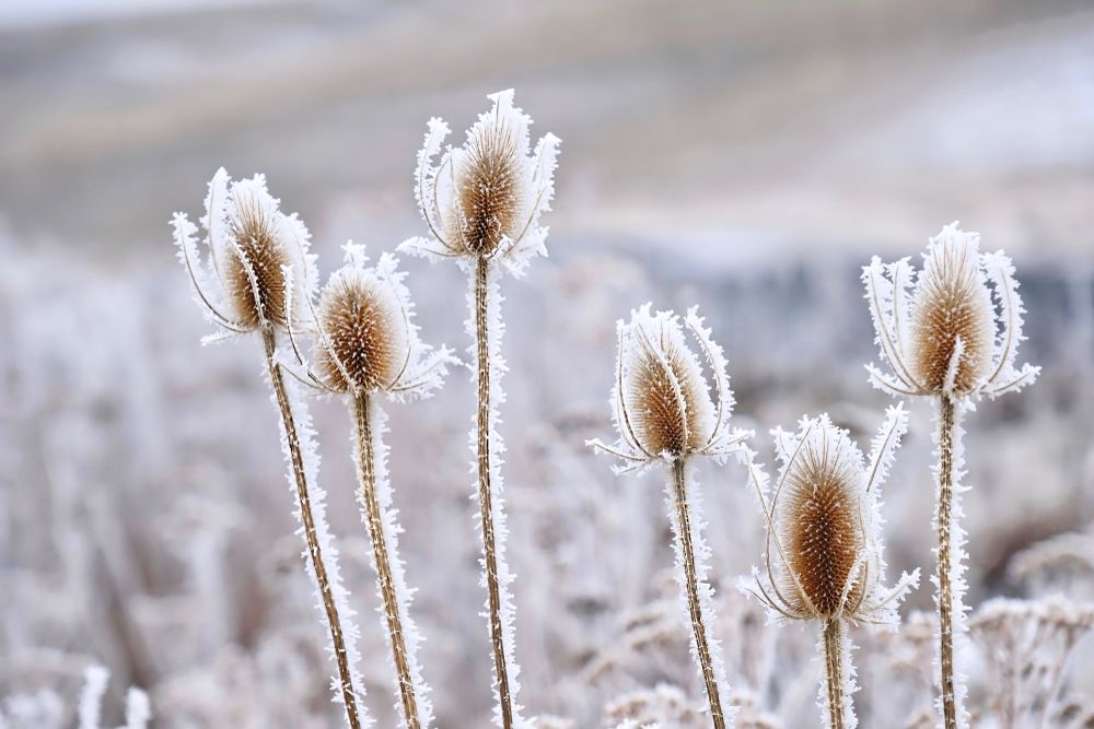 Frozen,Icy,Flowers,In,Winter.,Rime,Or,Hoar,Frost,On