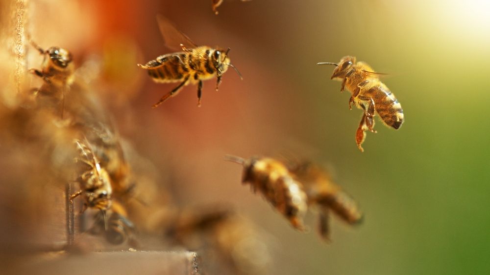 Flying,Honey,Bees,Into,Beehive.,Gathering,Pollen,On,Meadow.,Macro