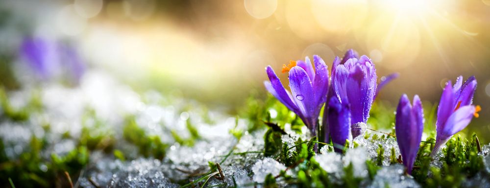 Crocus,Spring,Flower,Growth,In,The,Snow.,Beautiful,Floral,Wide
