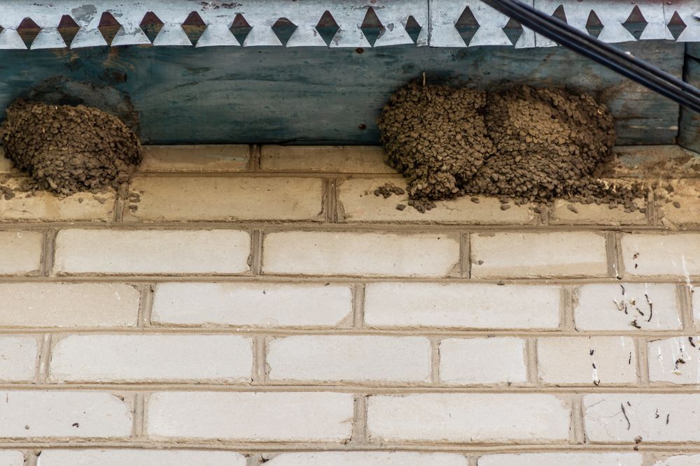 Swallow's,Nest.,Little,Swallow,Chick,In,The,Nest.