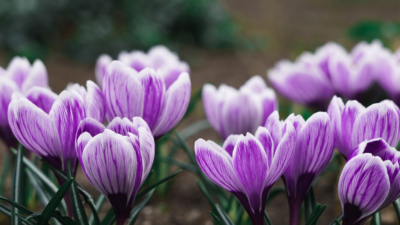 Purple,Crocus,Flowers,In,Spring.,High,Quality,Photo