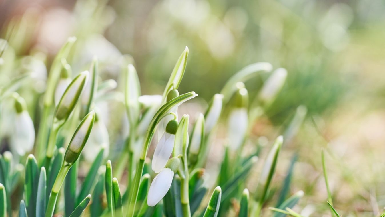 Spring,Snowdrops,Flower.,Early,Spring,Close-up,Flowers.