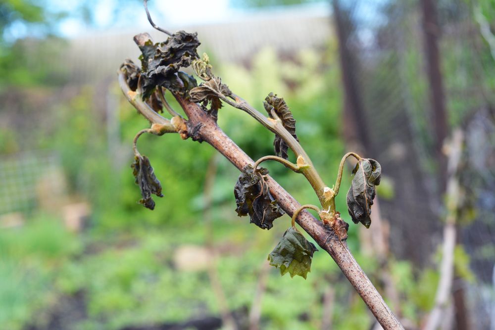 Grapes,Frost,Damage.,Frost,Grape,By,Slight,Frost,Winter,Injury.