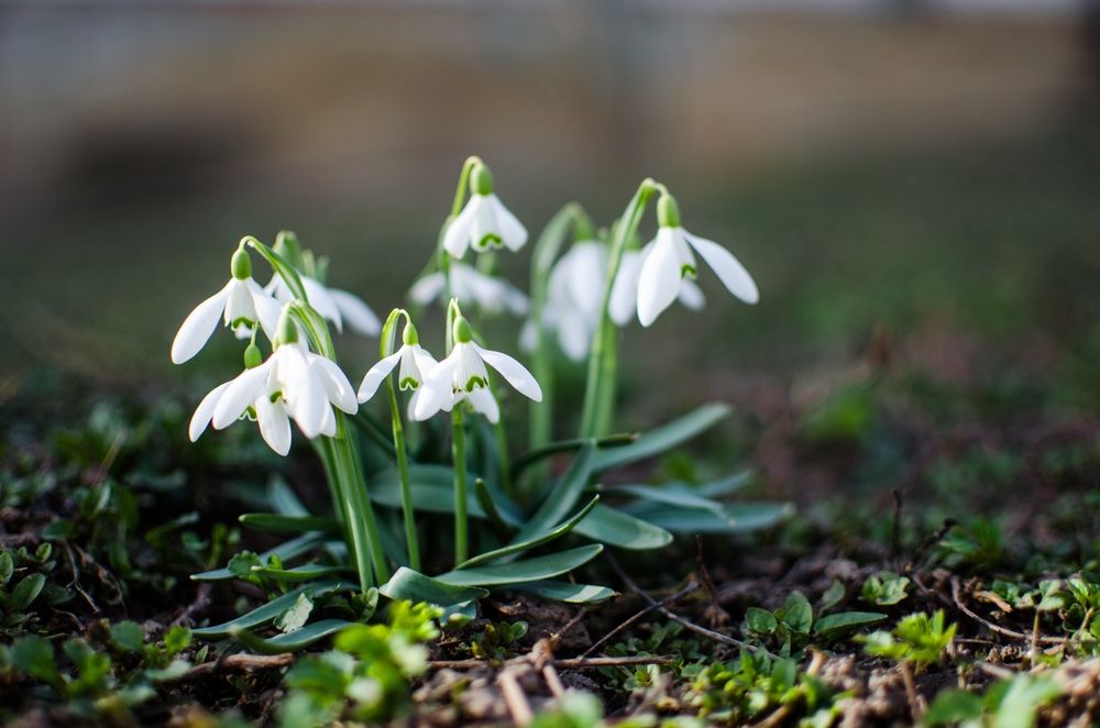 Little,First,Spring,Flowers,Of,Snowdrops,Bloom,Outdoors,In,The