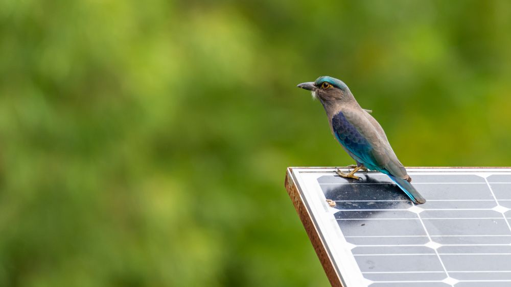Indochinese,Roller,Perching,On,Solar,Cell,Panel,Looking,Into,A