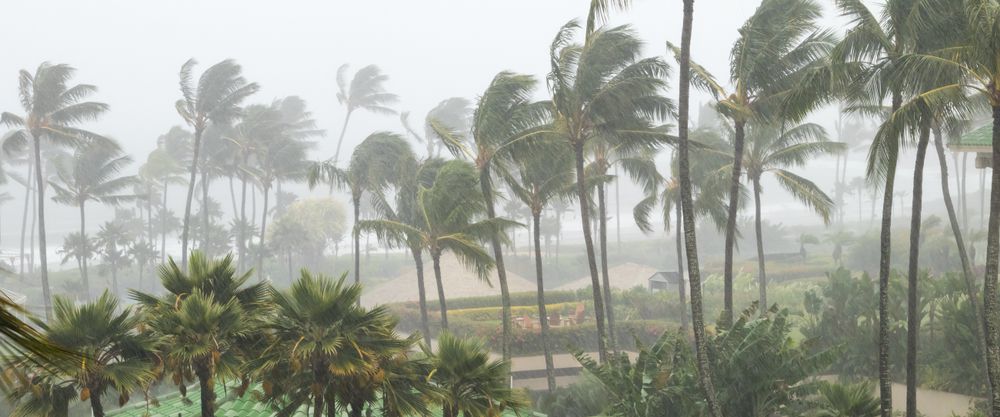 Palm,Trees,Blowing,In,The,Wind,And,Rain,As,A