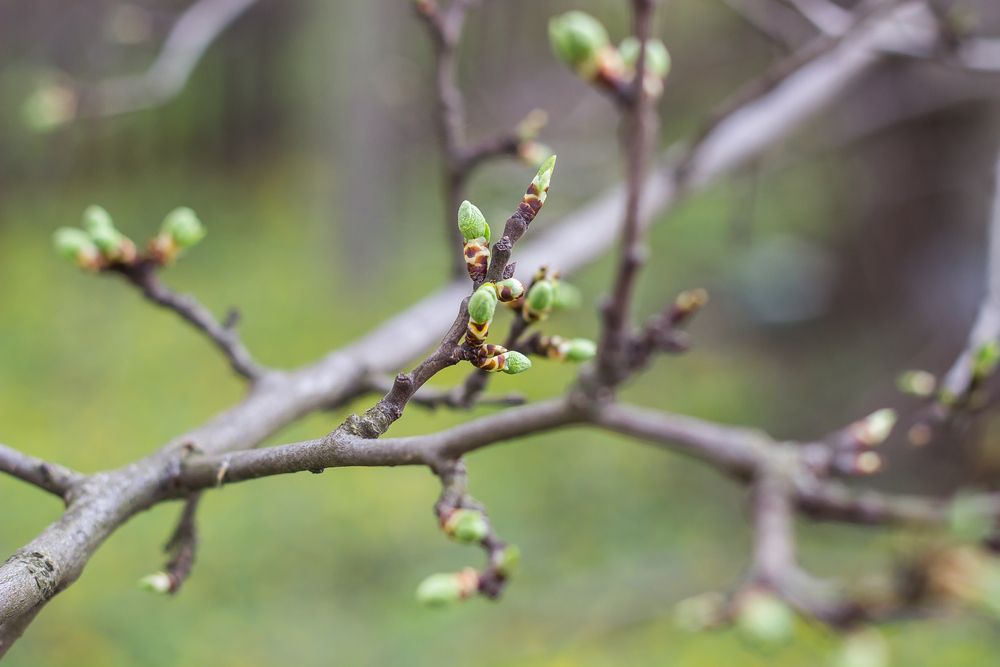 Green,New,Spring,Buds,On,A,Tree,Branch,In,Early