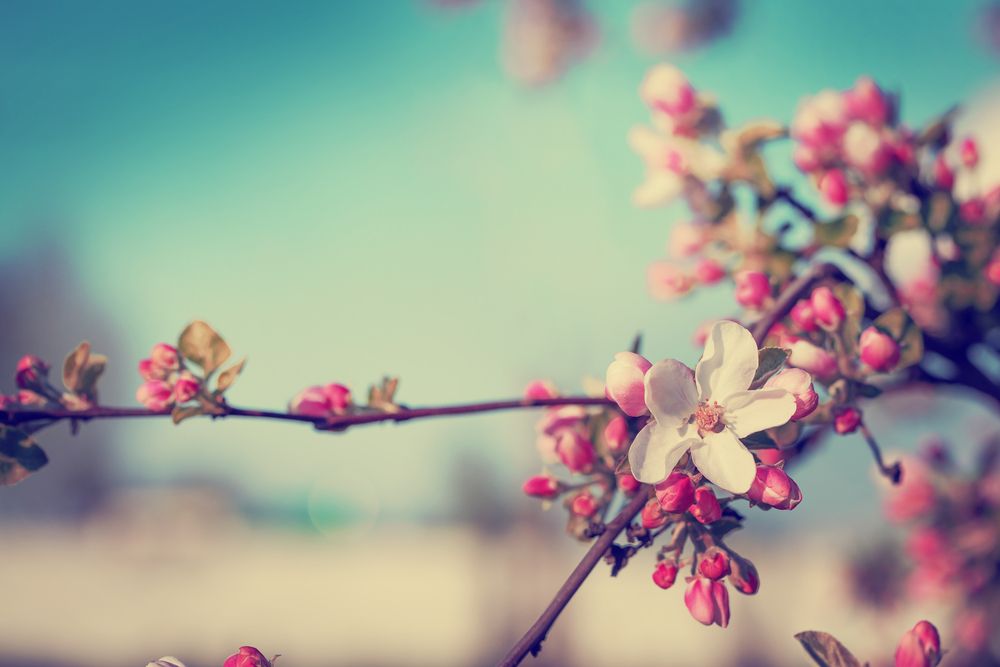 Blossom,Tree,Over,Nature,Background/,Spring,Flowers/spring,Background