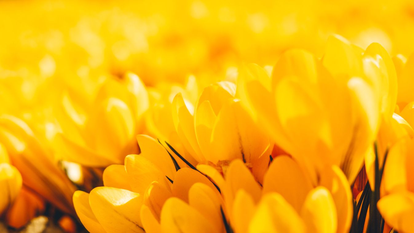 Yellow,Crocuses,In,The,Early,Spring.,High,Quality,Photo