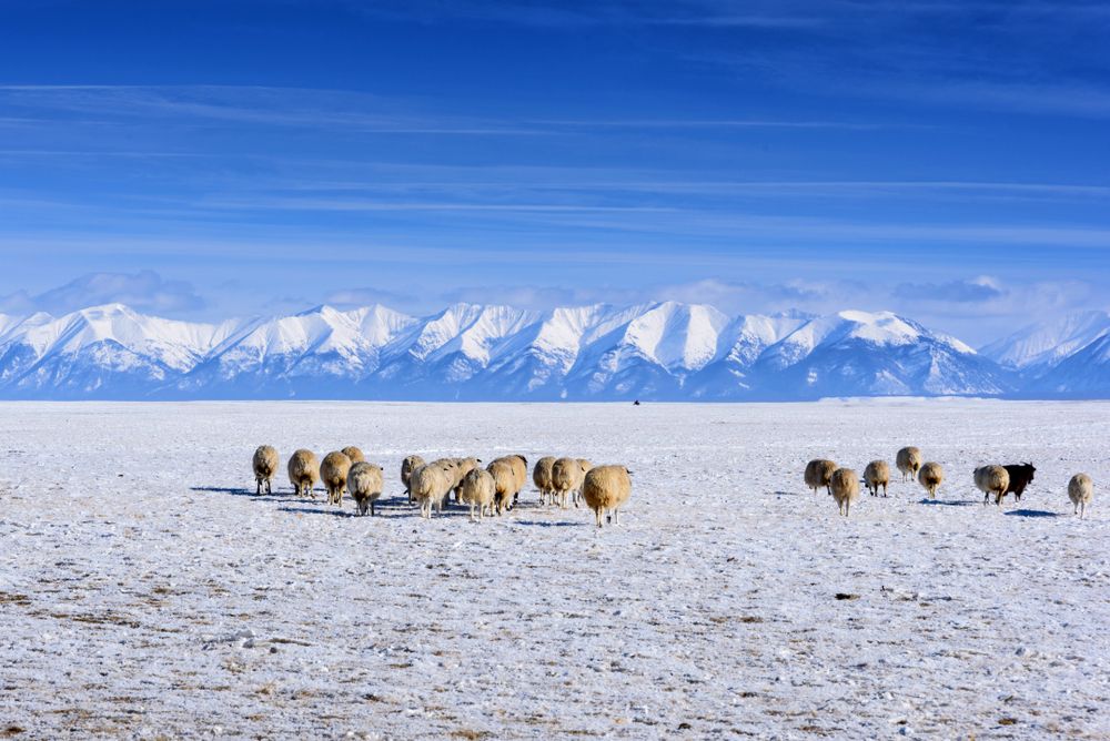 A,Herd,Of,Sheep,And,Goats,Grazing,Against,The,Mountains