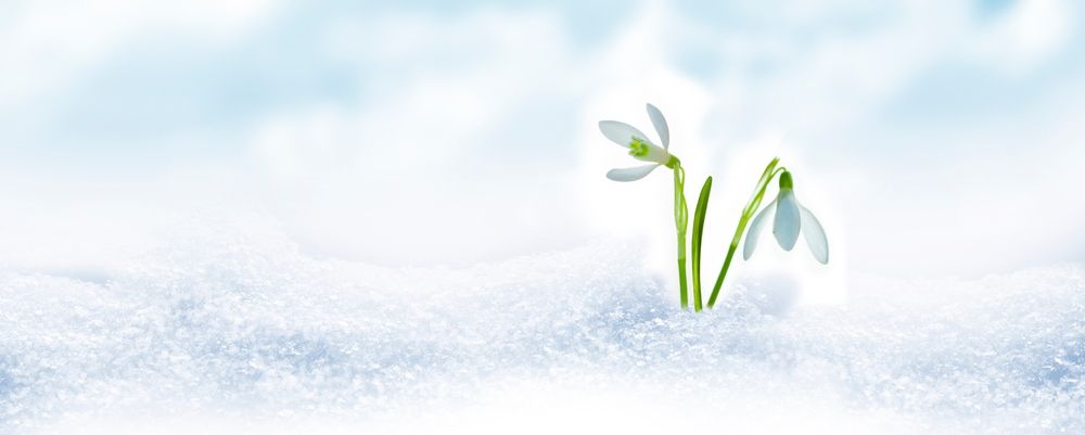 Nature.,Snowdrop,Flower,Growing,In,Snow,In,Early,Spring,Forest