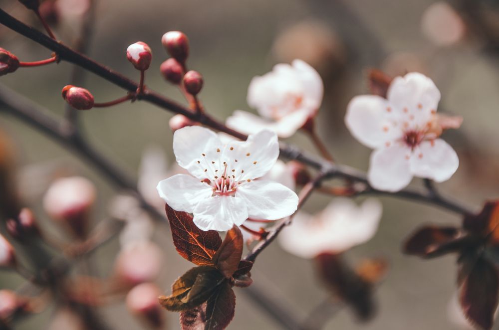 Delicate,Branch,Of,Apricot,Tree,Covered,With,Beautiful,White,Flowers