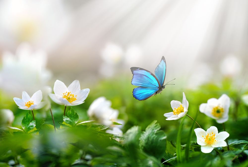 Beautiful,Spring,Background,With,Blue,Butterfly,In,Flight,And,Flowers