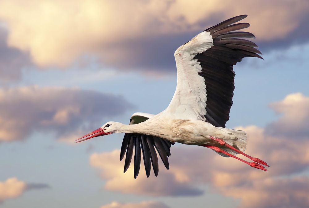 Beautiful,White,Stork,(ciconia,Ciconia),In,Flight,With,A,Cloudy
