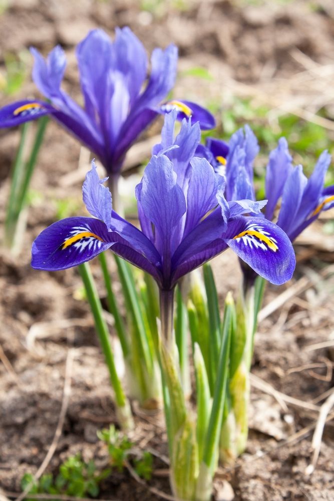 Fresh,Dutch,Irises,In,The,Ground.,First,Spring,Flovers