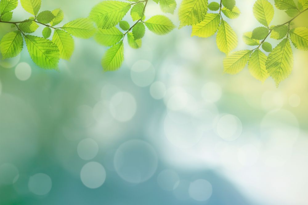 Spring,Background,,Green,Tree,Leaves,On,Blurred,Background