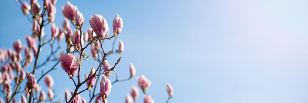 Pink,Magnolia,Flowers,On,A,Background,Of,Blue,Sky.,Panoramic