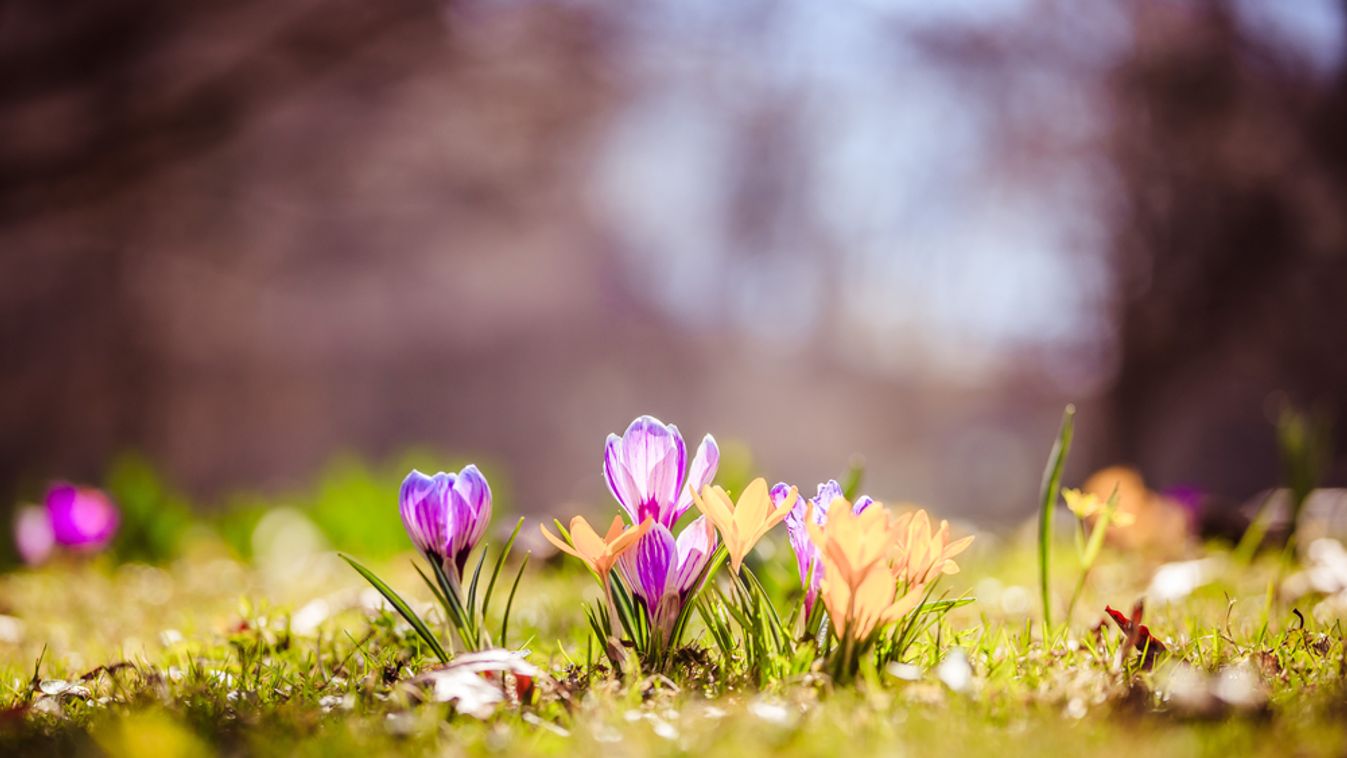 Spring,Flowers,In,The,Wild,Nature.,Crocus,In,Spring,Time.