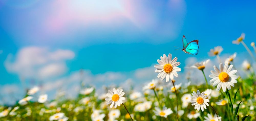 Chamomiles,Daisies,Macro,In,Summer,Spring,Field,On,Background,Blue