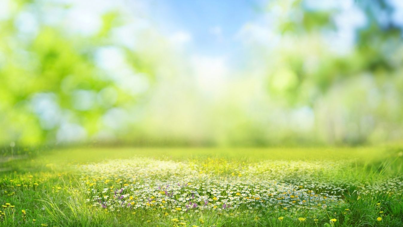 Beautiful,Blurred,Spring,Background,Nature,With,Blooming,Glade,,Trees,And