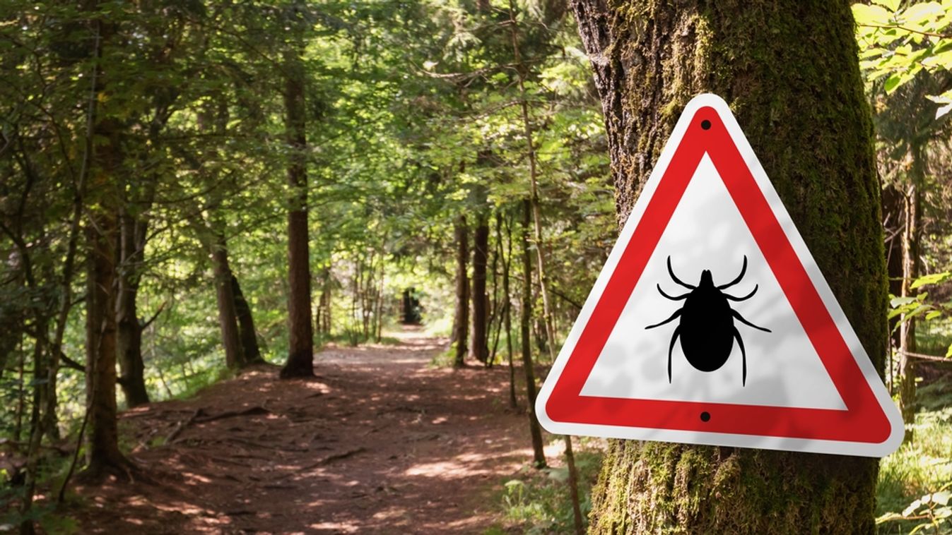 Infected,Ticks,Warning,Sign,In,A,Forest.,Risk,Of,Tick-borne