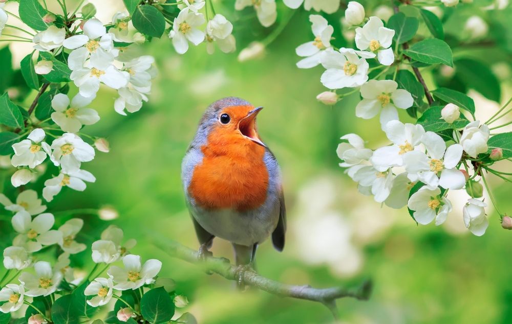 A,Bright,Robin,Bird,Sits,On,A,Flowering,Branch,Of
