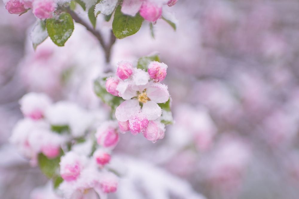 Beautiful,Spring,Apple,Blossoms,Covered,With,Snow.,Bloom,Tree,Flowers