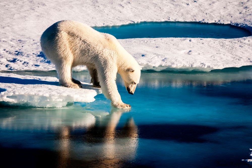 Polar,Bear,At,The,Arctic.,Original,From,Nasa.
