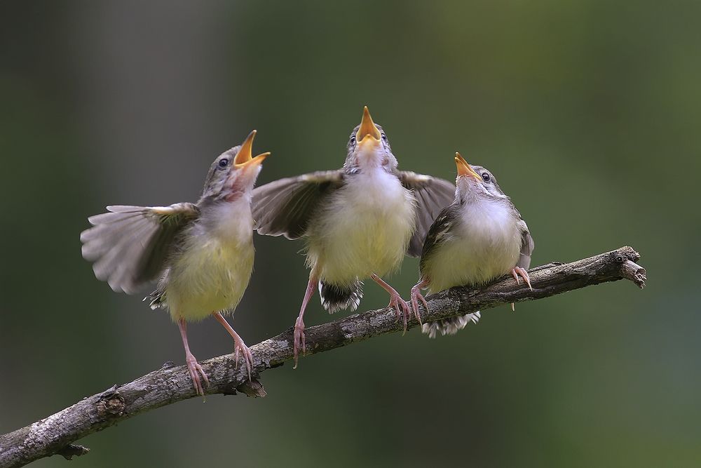 The,Birds,Singing