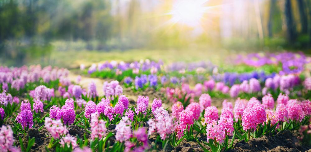 Spring,Glade,In,Forest,With,Flowering,Pink,And,Purple,Hyacinths